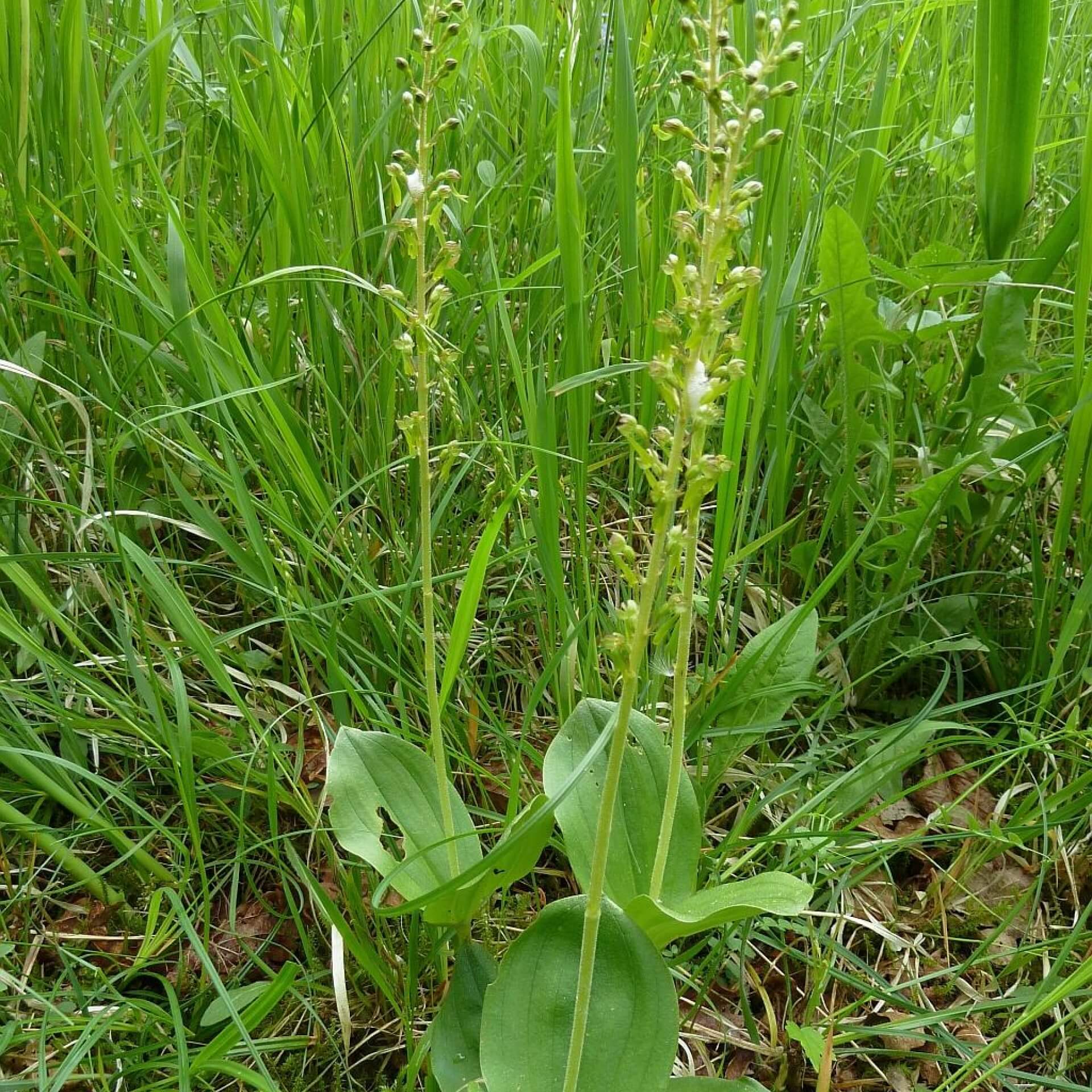 Großes Zweiblatt (Listera ovata)