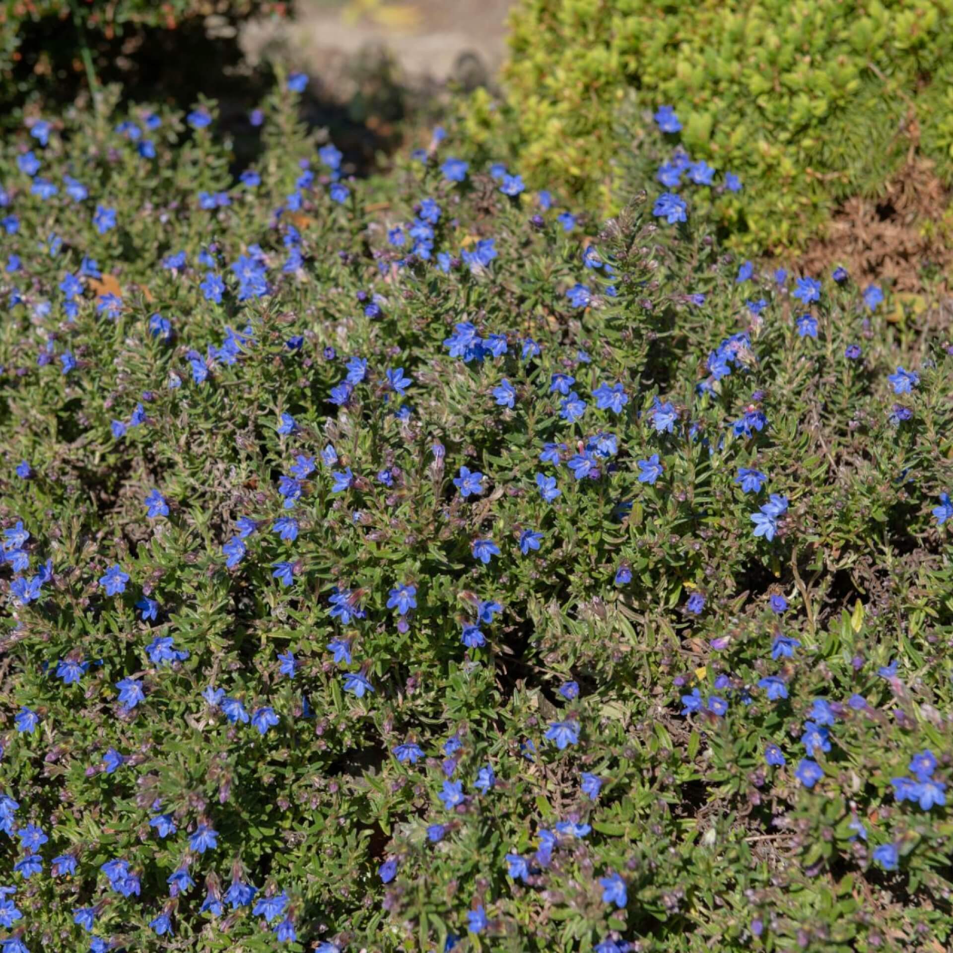 Steinsame 'Heavenly Blue' (Lithodora diffusa 'Heavenly Blue')