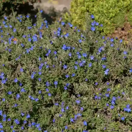 Foto von Steinsame 'Heavenly Blue' (Lithodora diffusa 'Heavenly Blue')