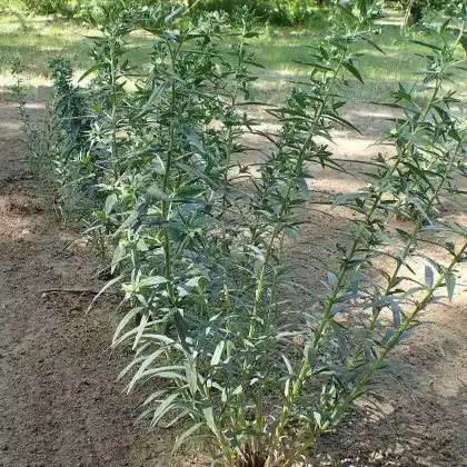 Foto von Echter Steinsame (Lithospermum officinale)