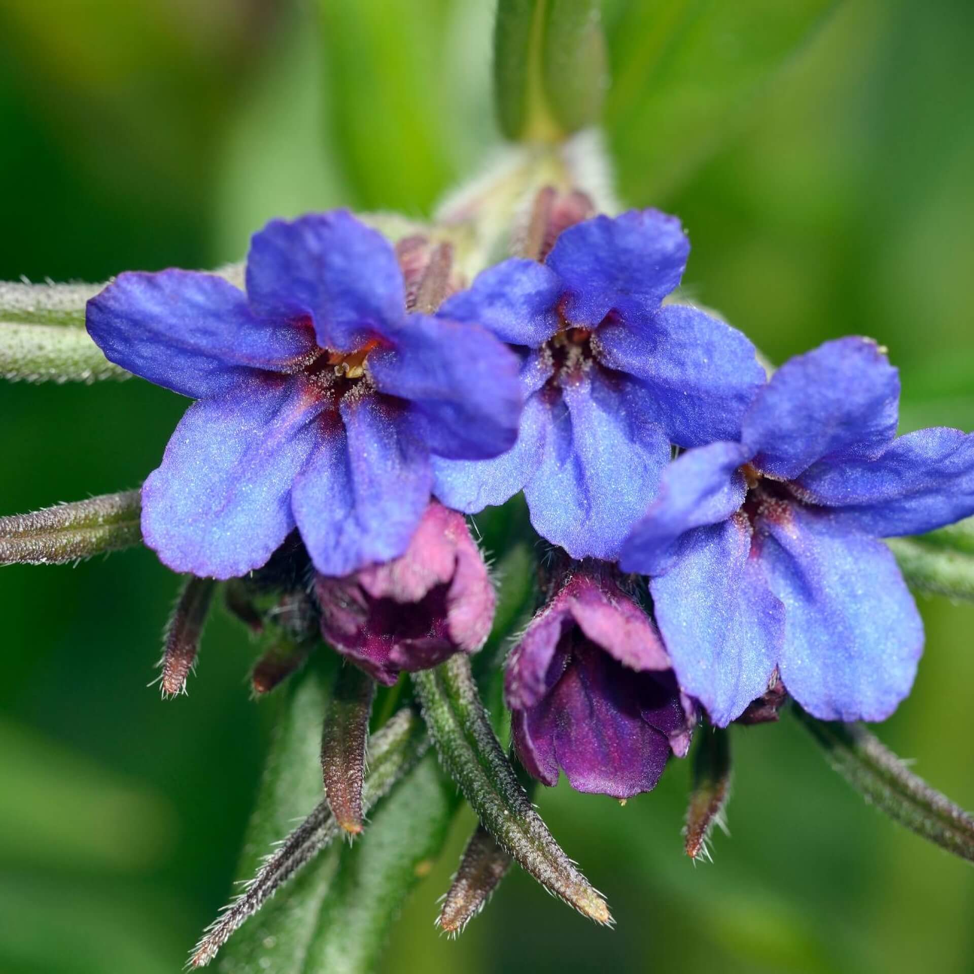 Blauroter Steinsame (Lithospermum purpurocaeruleum)