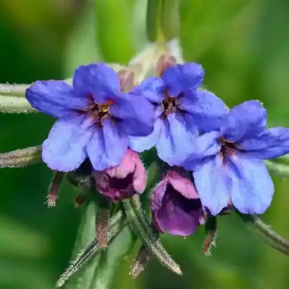 Foto von Blauroter Steinsame (Lithospermum purpurocaeruleum)