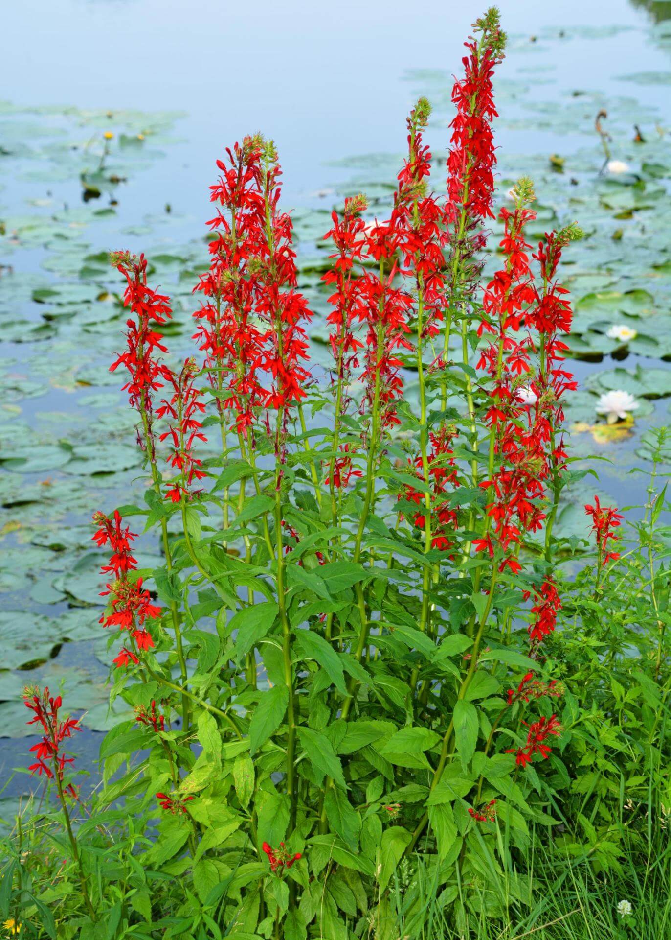 Kardinals Lobelie Lobelia Cardinalis kardinals-lobelie-lobelia-cardinalis