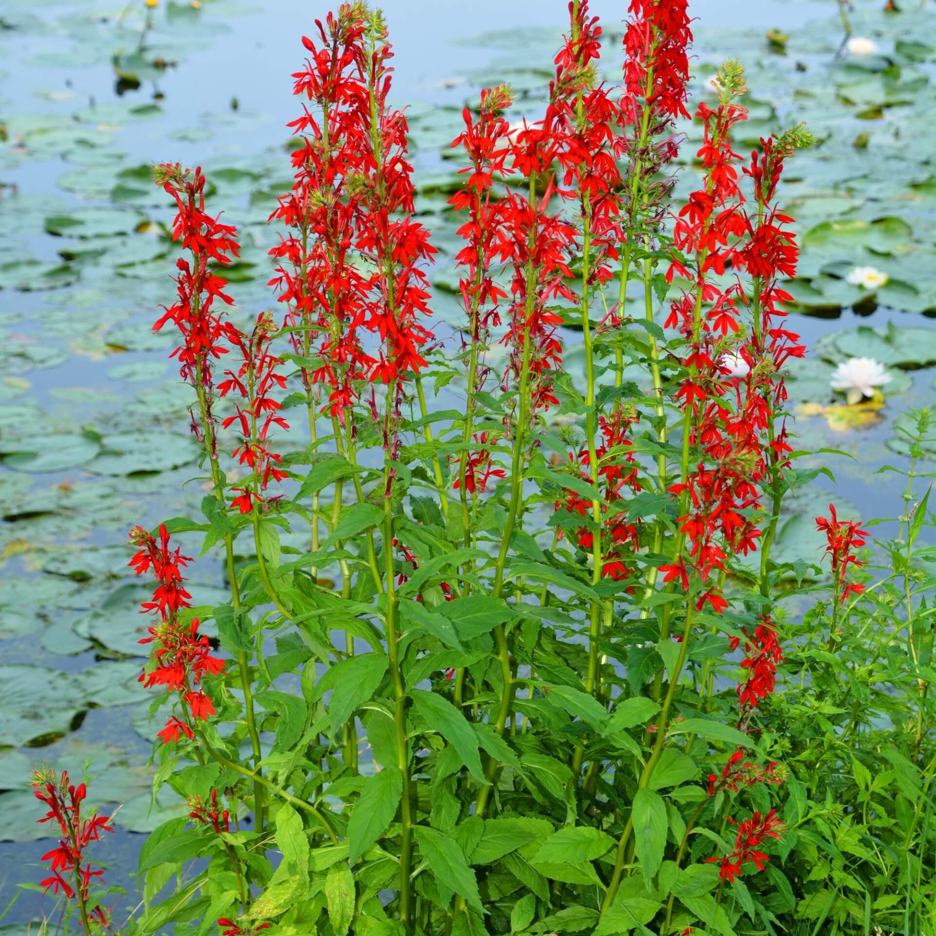 Kardinals-Lobelie (Lobelia cardinalis)