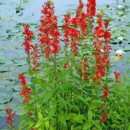 Foto von Kardinals-Lobelie (Lobelia cardinalis)