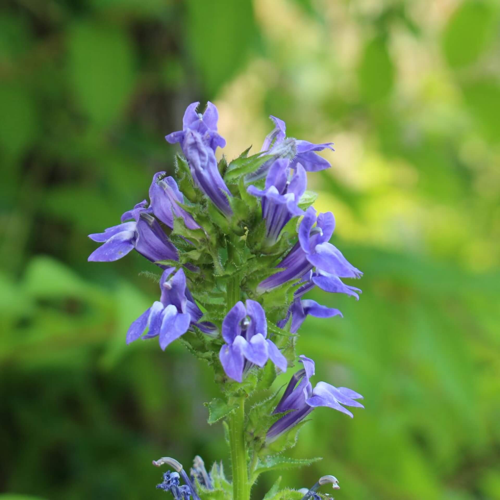  Blaue Kardinals-Lobelie (Lobelia siphilitica)