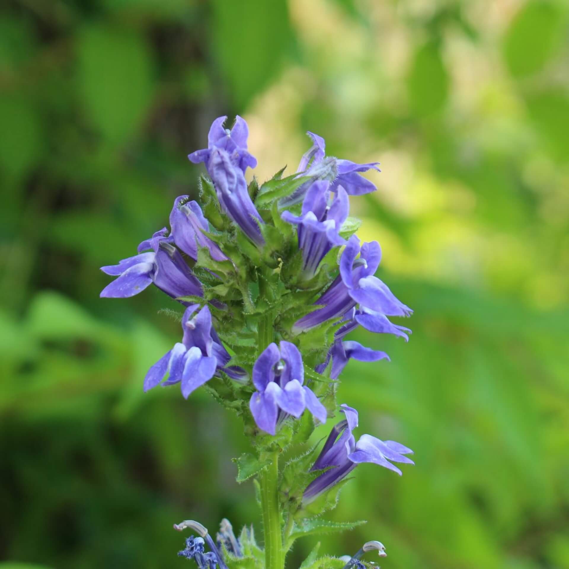 Blaue Kardinals-Lobelie (Lobelia siphilitica)