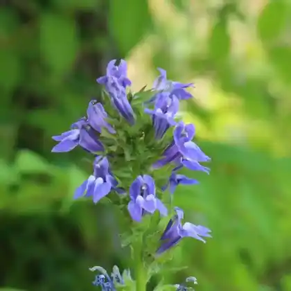 Foto von Blaue Kardinals-Lobelie (Lobelia siphilitica)