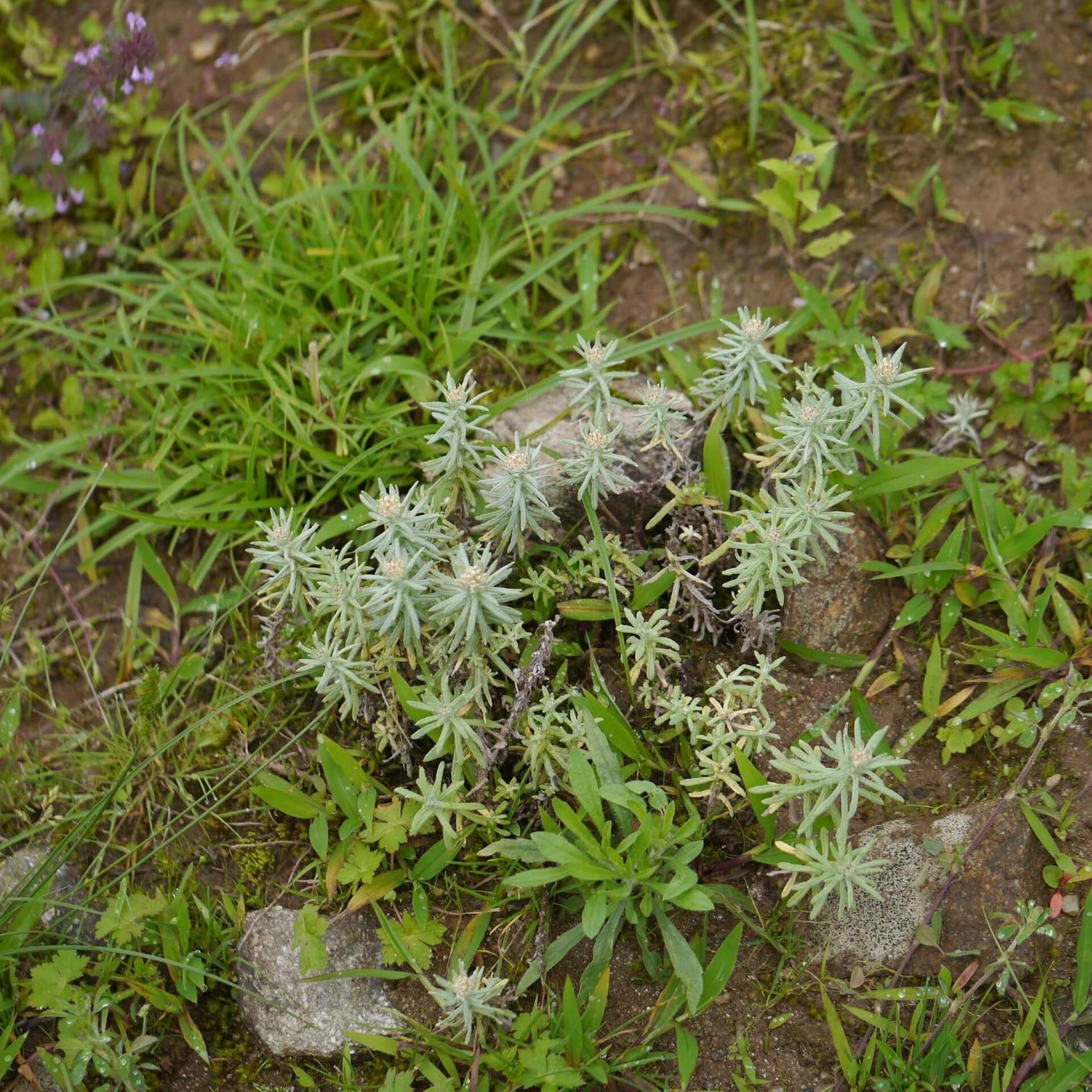 Zwerg-Perlkörbchen (Anaphalis contorta)