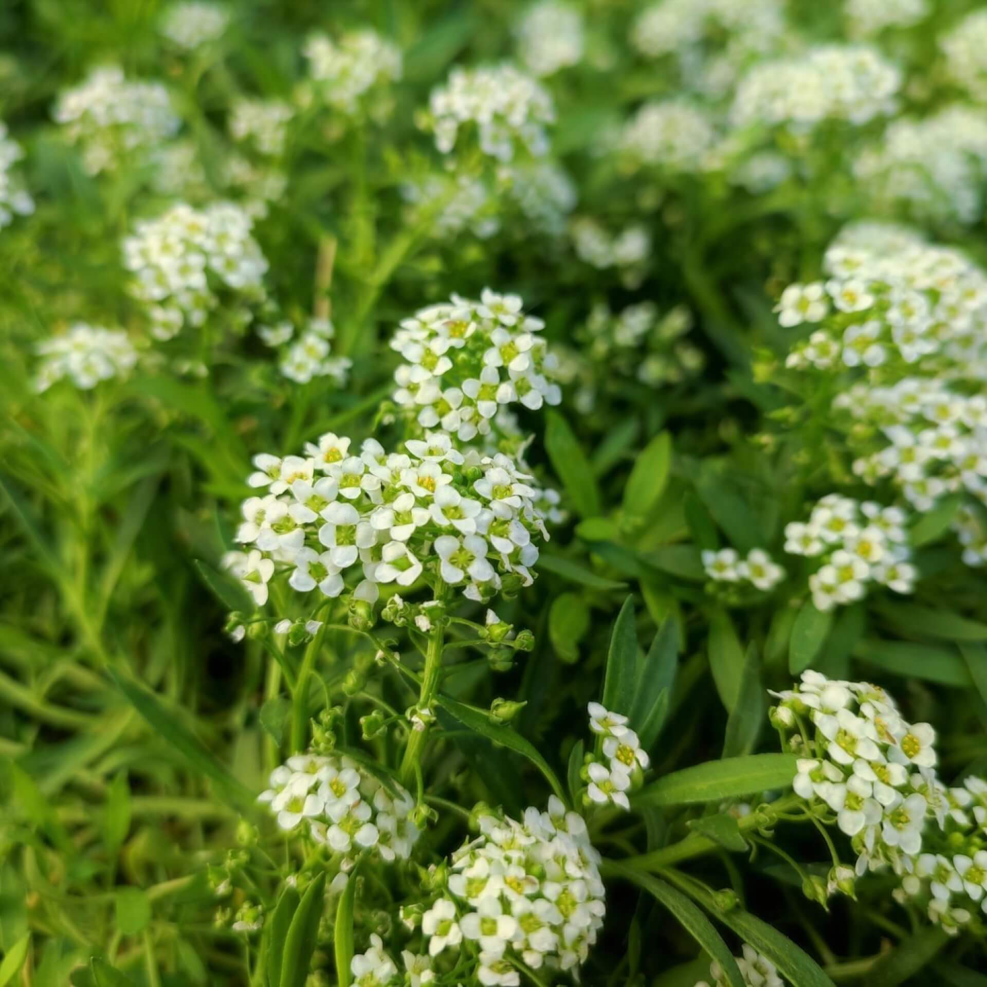 Strand-Silberkraut (Lobularia maritima)