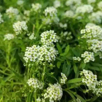 Foto von Strand-Silberkraut (Lobularia maritima)