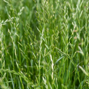 Lolium perenne