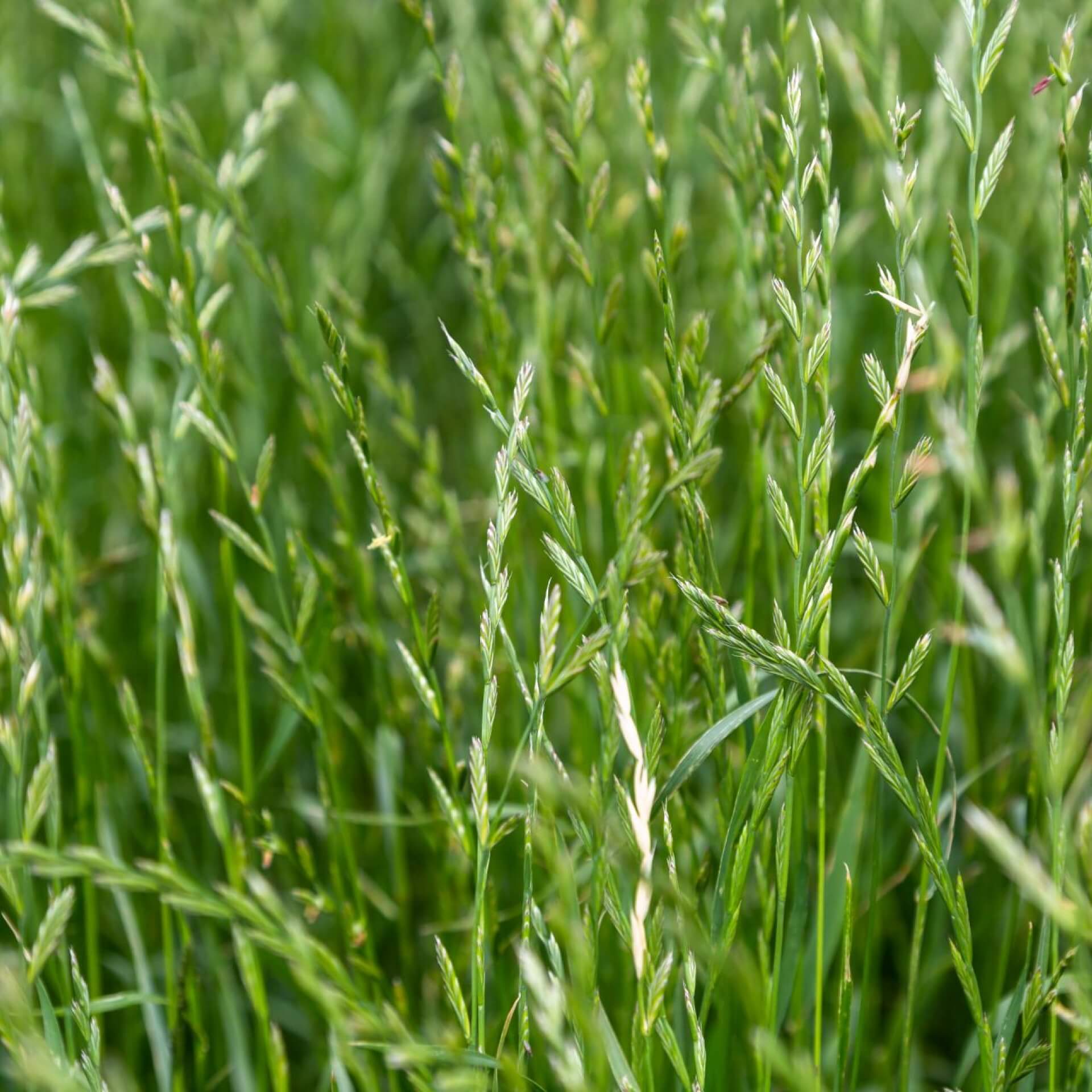 Ausdauernder Lolch (Lolium perenne)