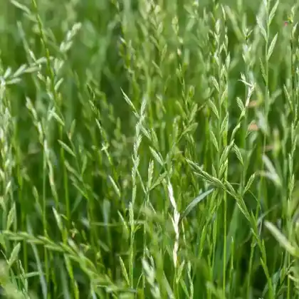 Foto von Ausdauernder Lolch (Lolium perenne)
