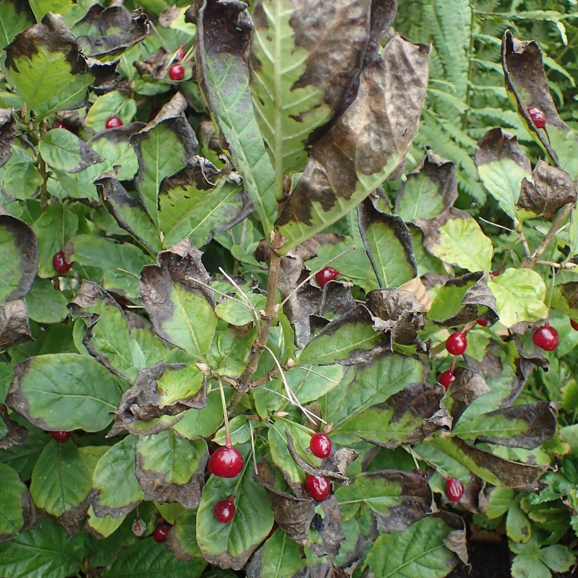 Alpen-Heckenkirsche (Lonicera alpigena)