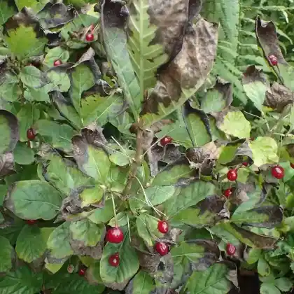 Foto von Alpen-Heckenkirsche (Lonicera alpigena)