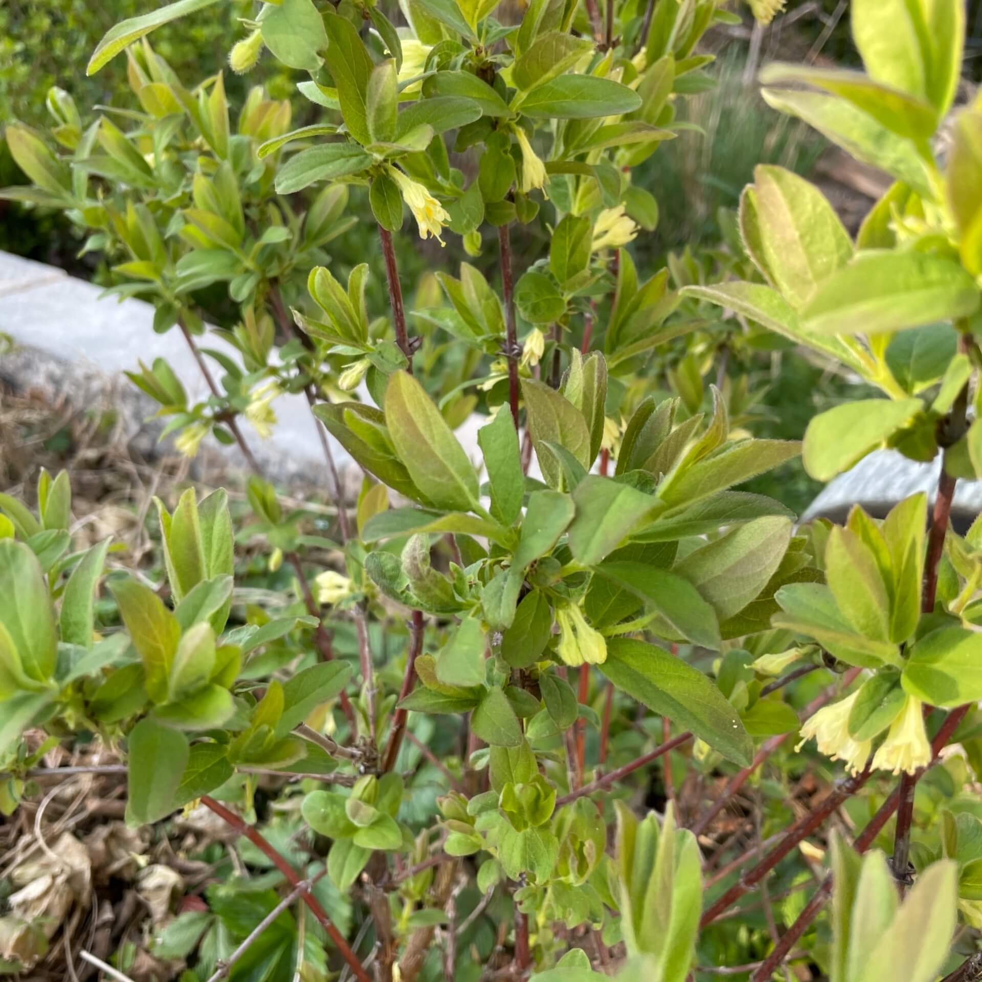 Blaue Heckenkirsche (Lonicera caerulea)