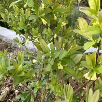 Foto von Blaue Heckenkirsche (Lonicera caerulea)