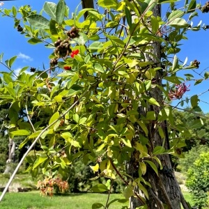 Gartengeißblatt (Lonicera caprifolium)