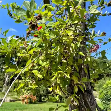 Foto von Gartengeißblatt (Lonicera caprifolium)