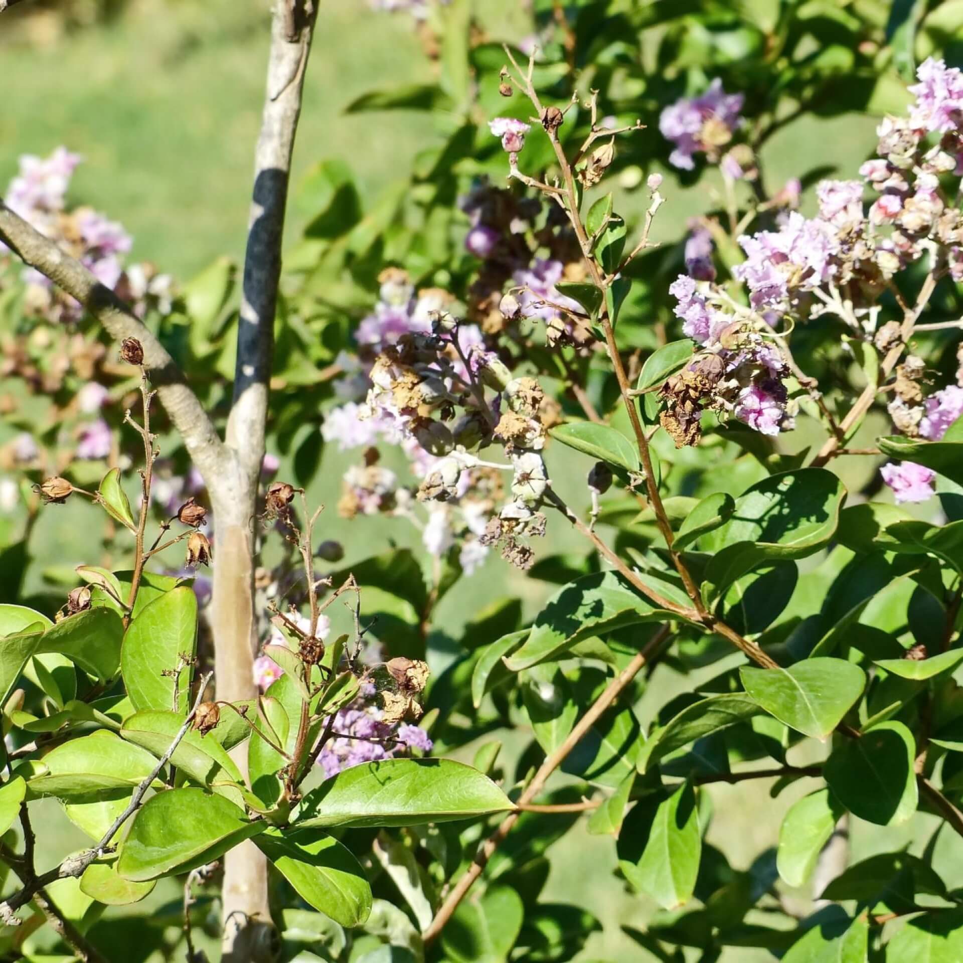 Henrys Heckenkirsche (Lonicera henryi)