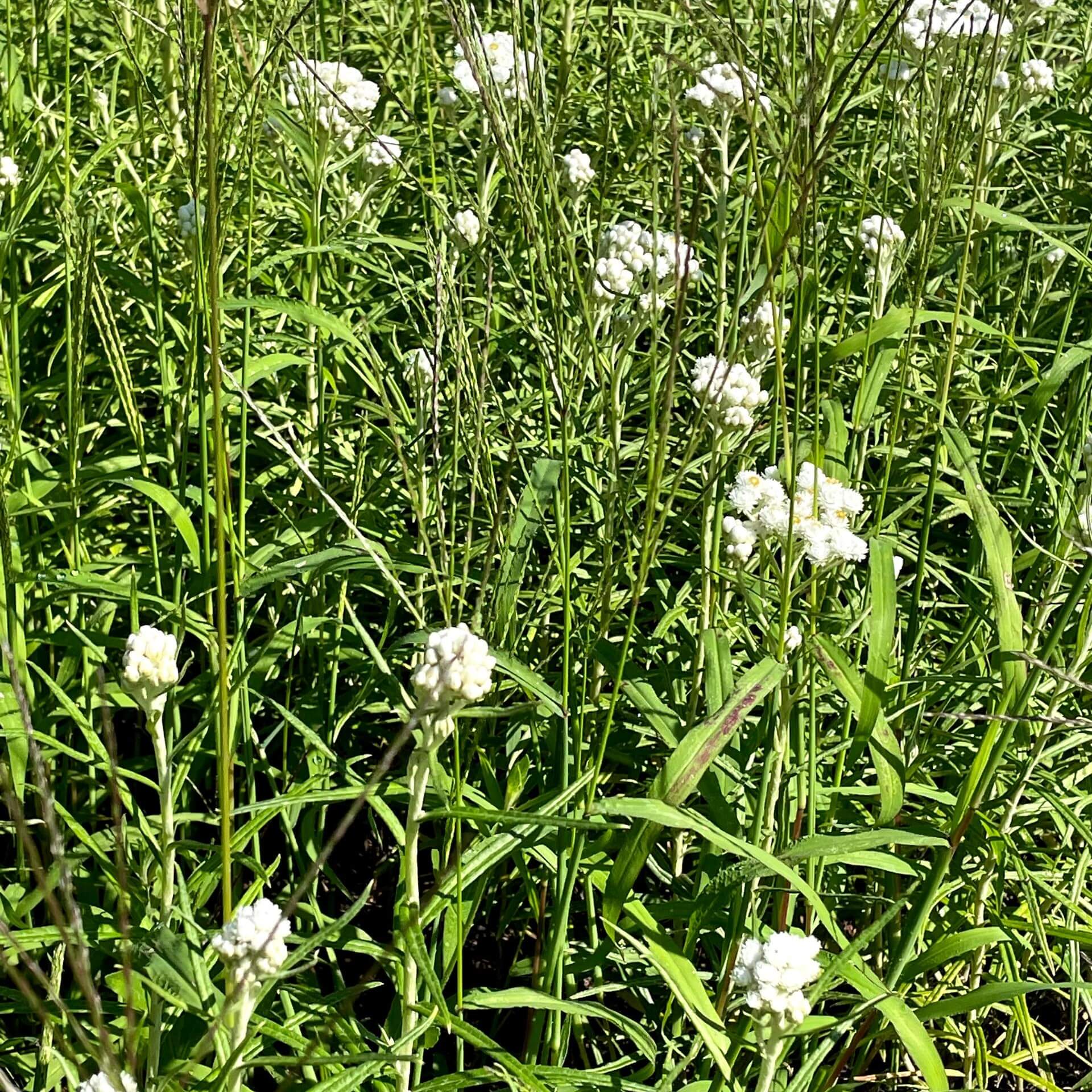 Silberimmortelle (Anaphalis margaritacea var. margaritacea)