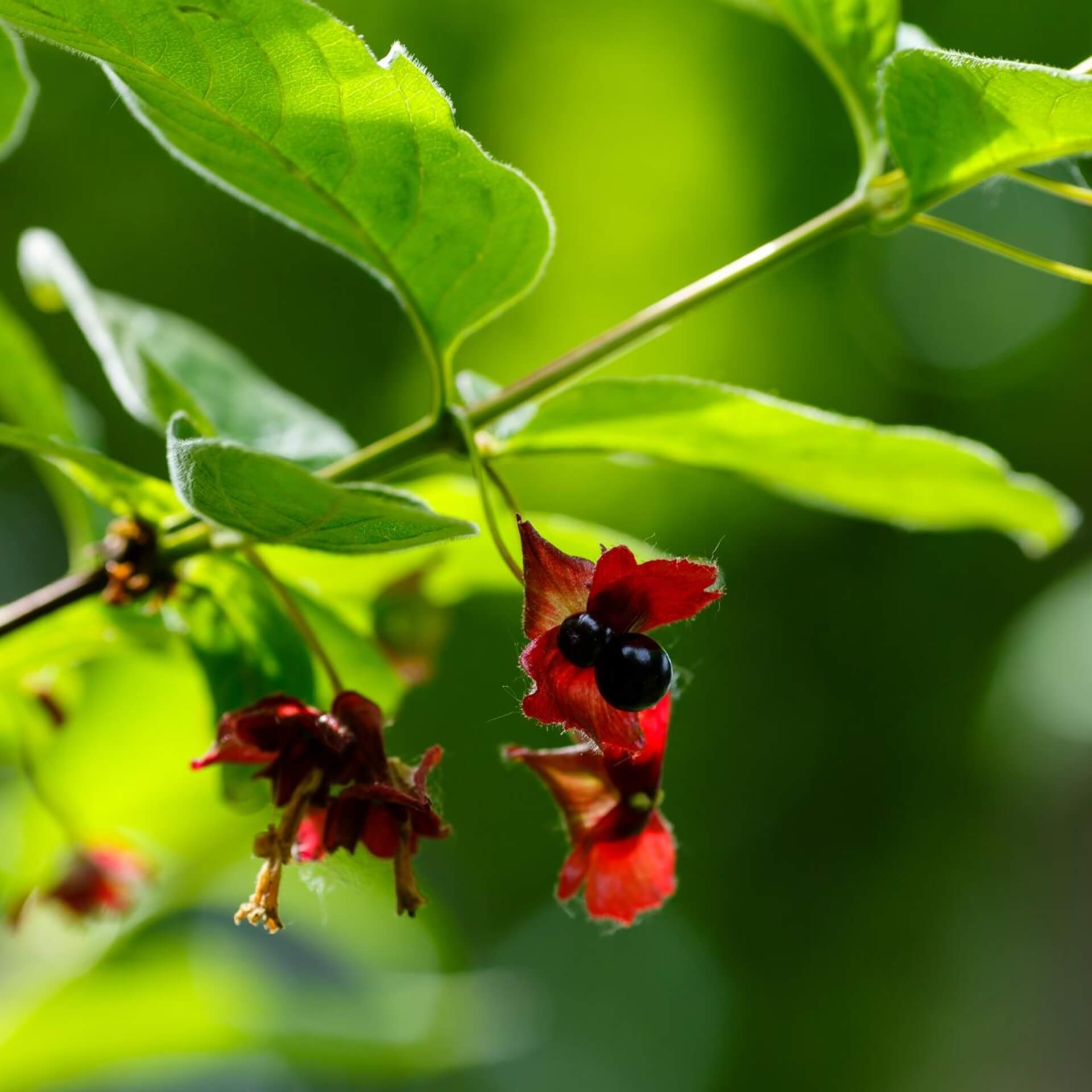 Kalifornische Heckenkirsche / Lonicera involucrata