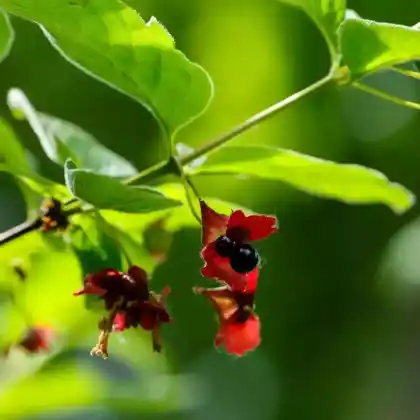Foto von Kalifornische Heckenkirsche (Lonicera involucrata)