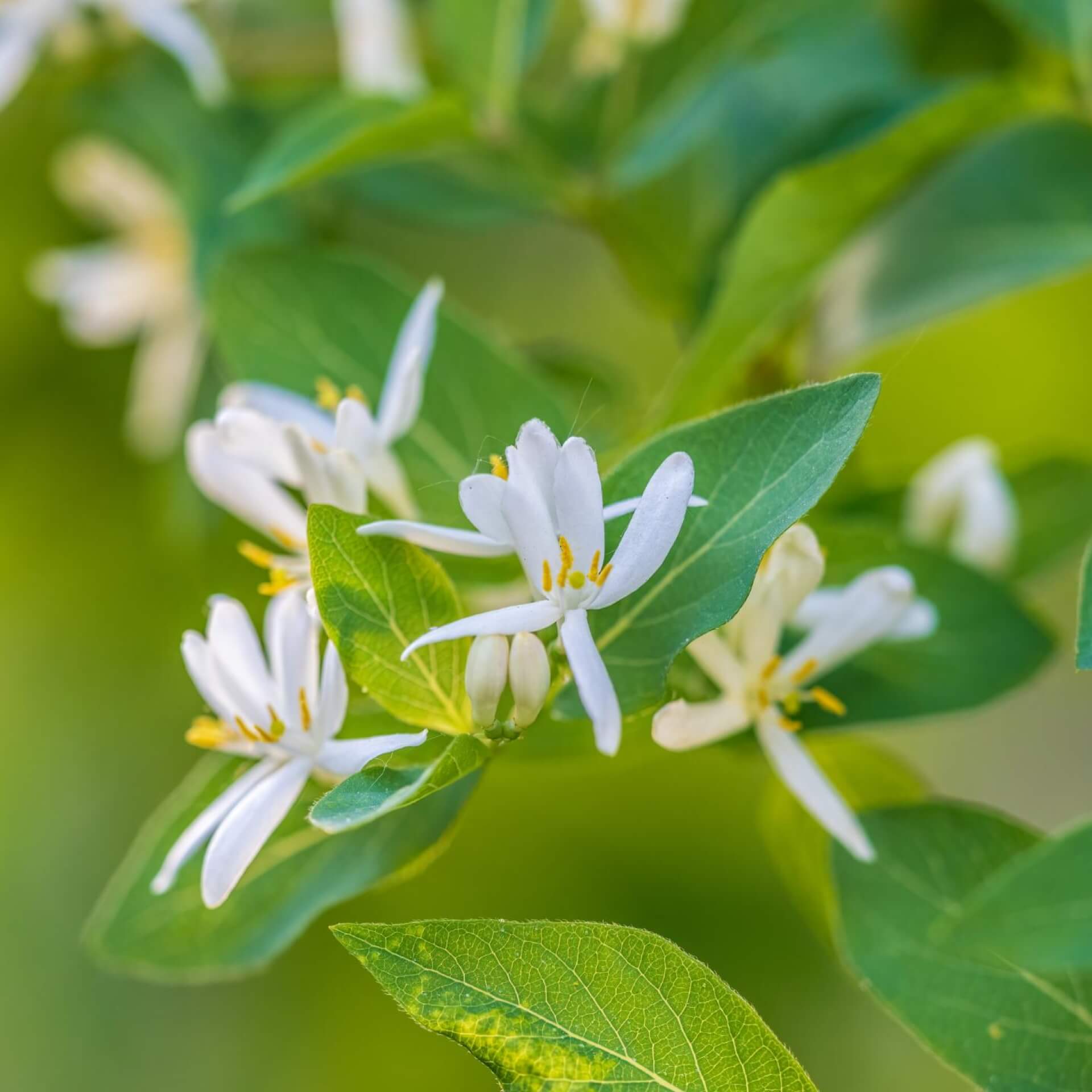 Japanisches Geißblatt (Lonicera japonica)