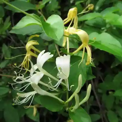 Foto von Japanisches Geißblatt (Lonicera japonica)
