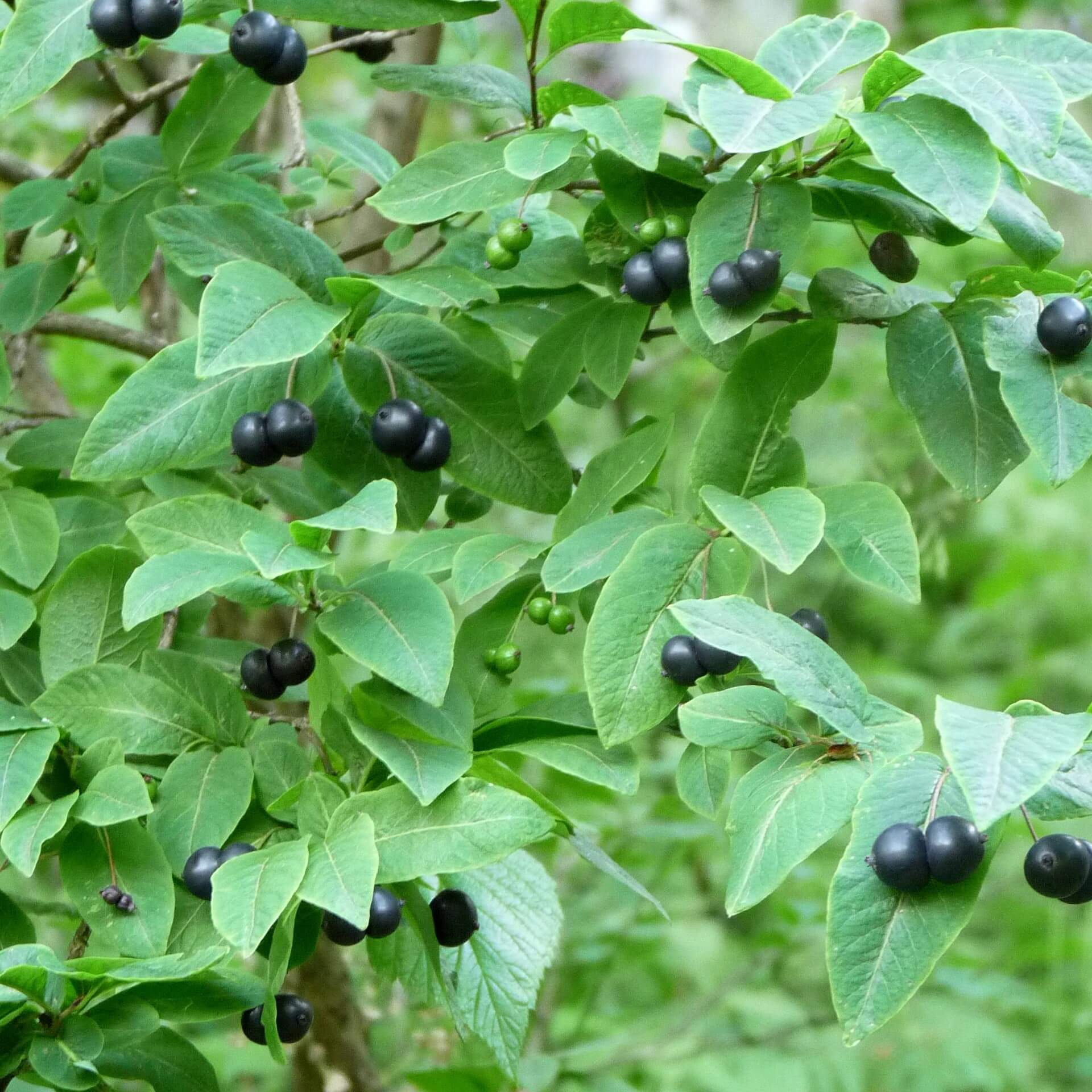 Schwarze Heckenkirsche (Lonicera nigra)