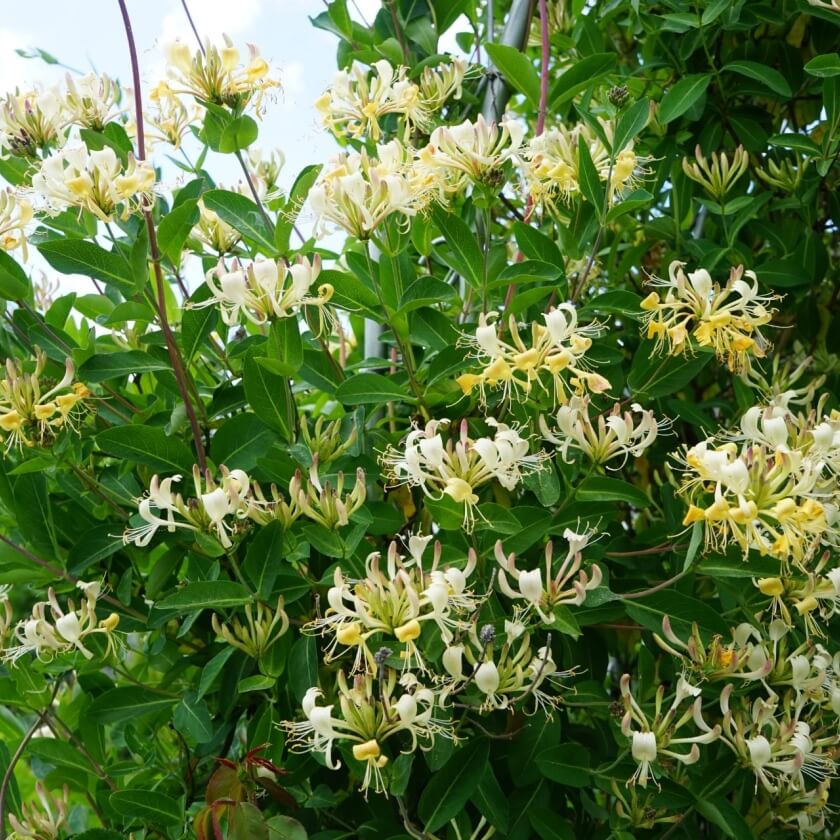 48+ Waldgeißblatt Giftig, Lonicera periclymenum trägt im