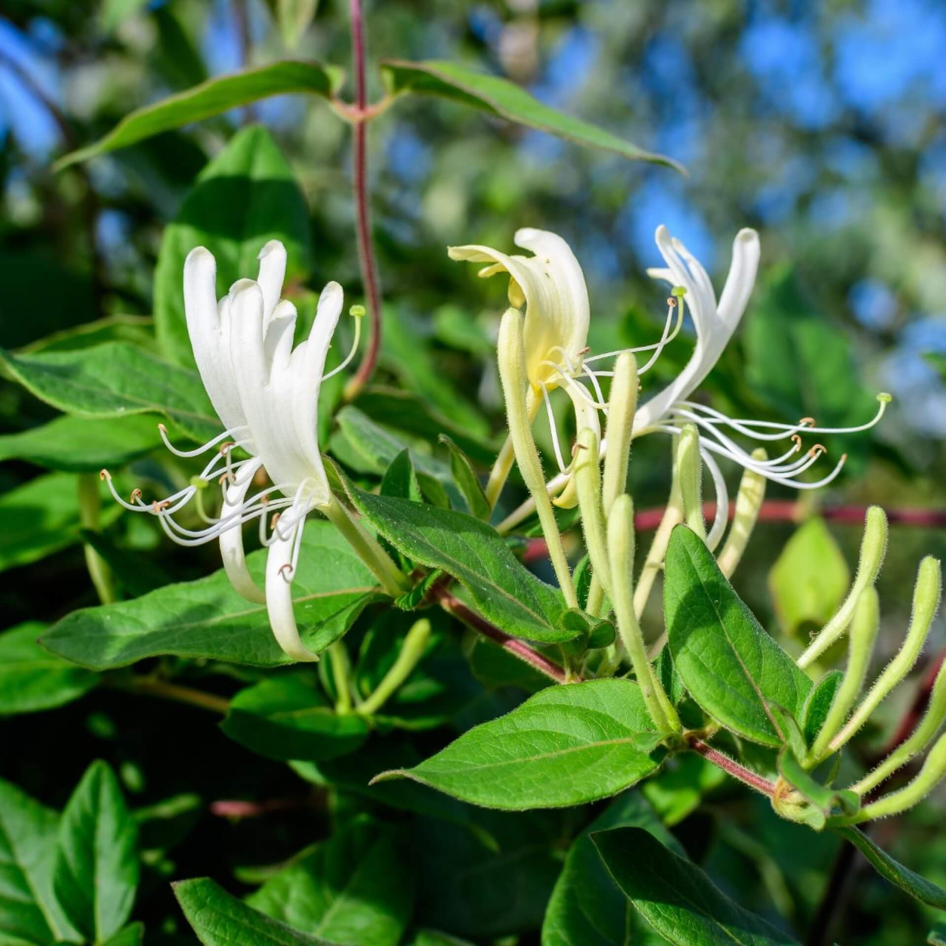 Deutsches Geißblatt (Lonicera periclymenum)