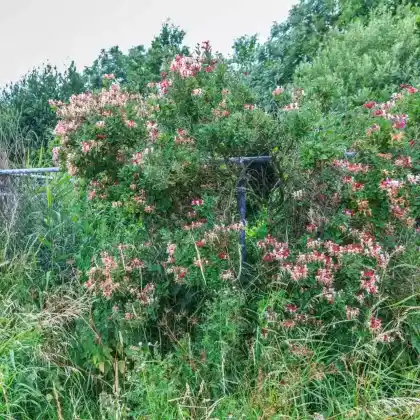 Foto von Wald-Geisschlinge 'Serotina' (Lonicera periclymenum 'Serotina')