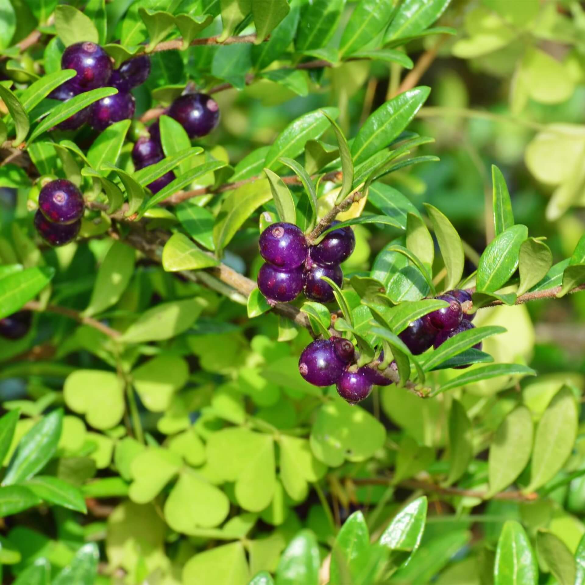 Immergrüne Kriech-Heckenkirsche (Lonicera pileata)