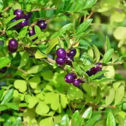 Foto von Immergrüne Kriech-Heckenkirsche (Lonicera pileata)