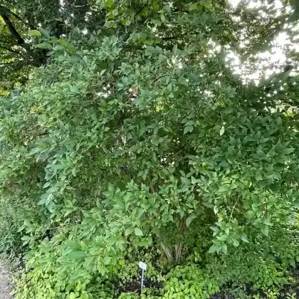 Foto von Winter-Heckenkirsche (Lonicera purpusii)