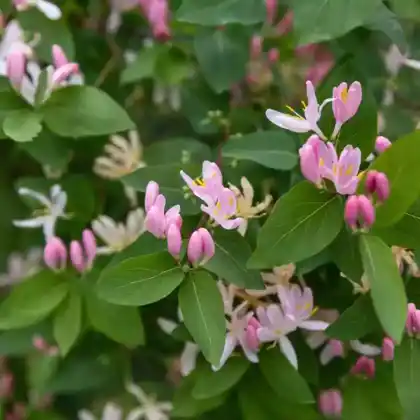 Foto von Tataren-Heckenkirsche (Lonicera tatarica)
