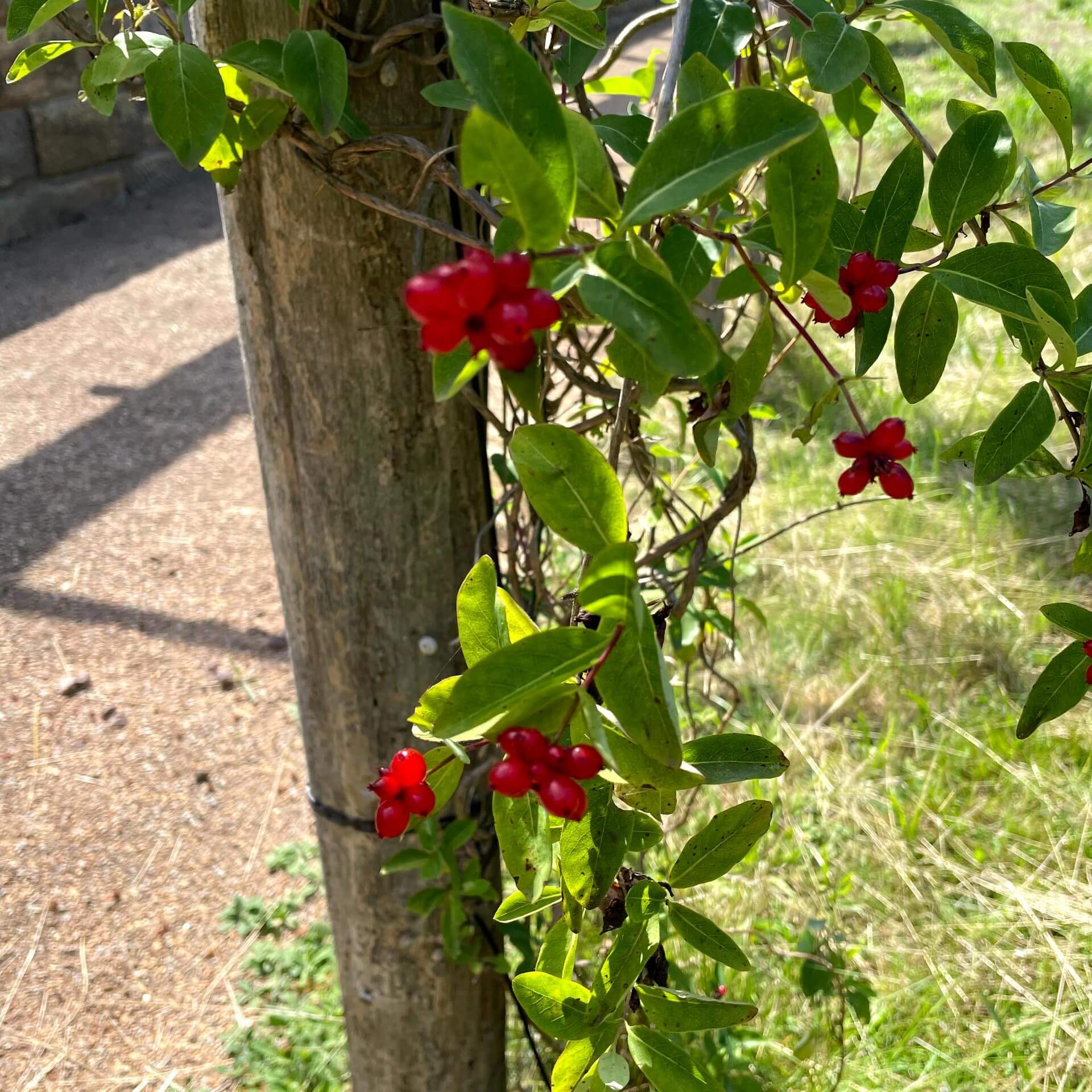 Heckrotts Geißblatt (Lonicera x heckrottii)