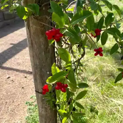 Foto von Heckrotts Geißblatt (Lonicera x heckrottii)
