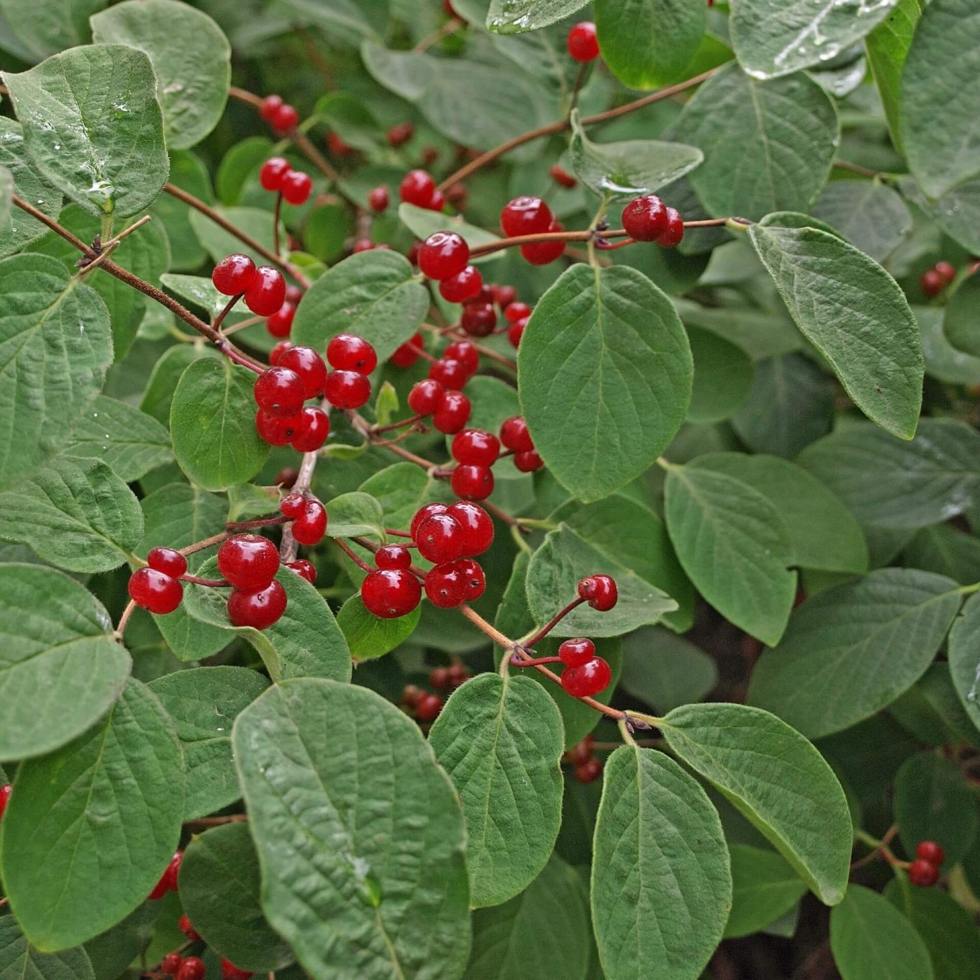 Rote Heckenkirsche (Lonicera xylosteum)