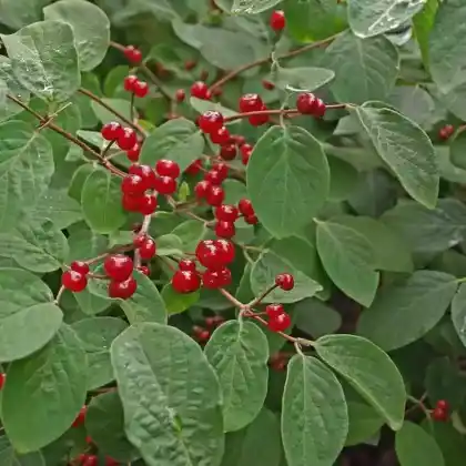 Foto von Rote Heckenkirsche (Lonicera xylosteum)