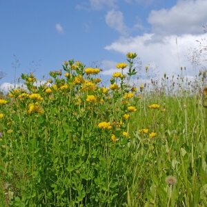 Lotus corniculatus