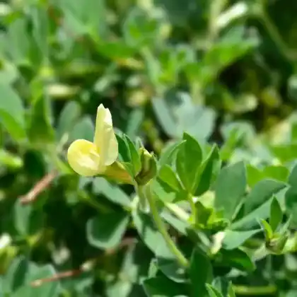 Foto von Gelbe Spargelerbse (Lotus maritimus)