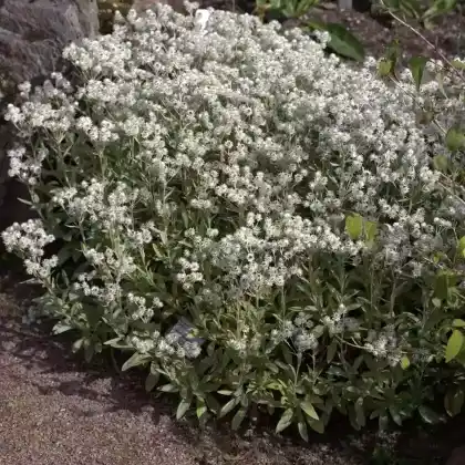 Foto von Perlkörbchen (Anaphalis triplinervis)