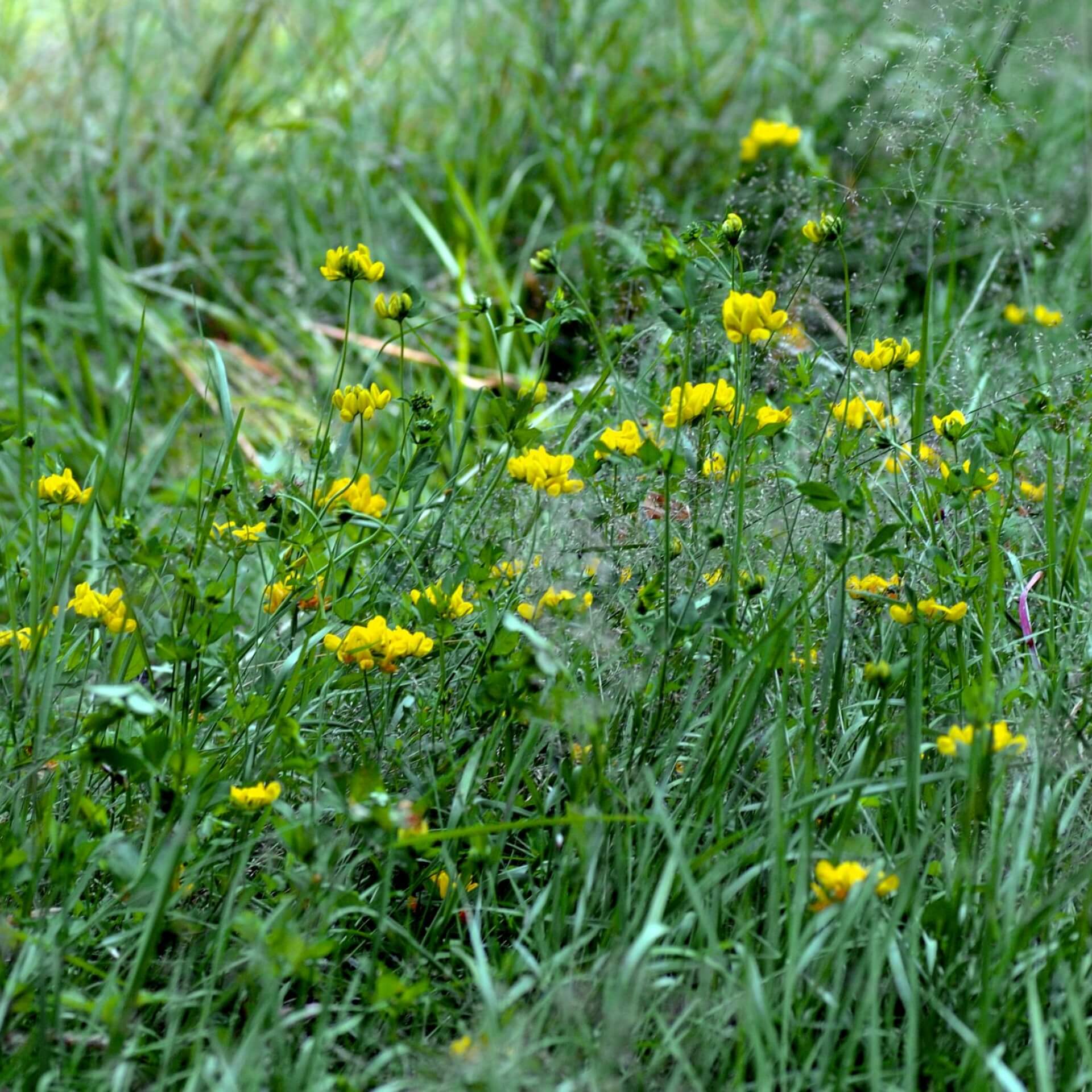 Sumpf-Hornklee (Lotus pedunculatus)