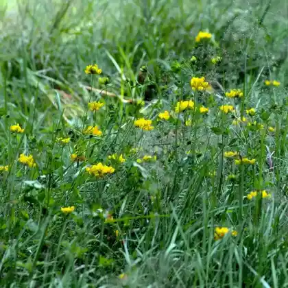Foto von Sumpf-Hornklee (Lotus pedunculatus)