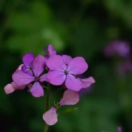 Foto von Einjähriges Silberblatt (Lunaria annua)