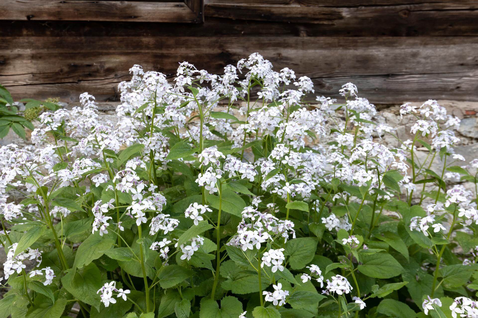 Ausdauerndes Silberblatt / Lunaria rediviva