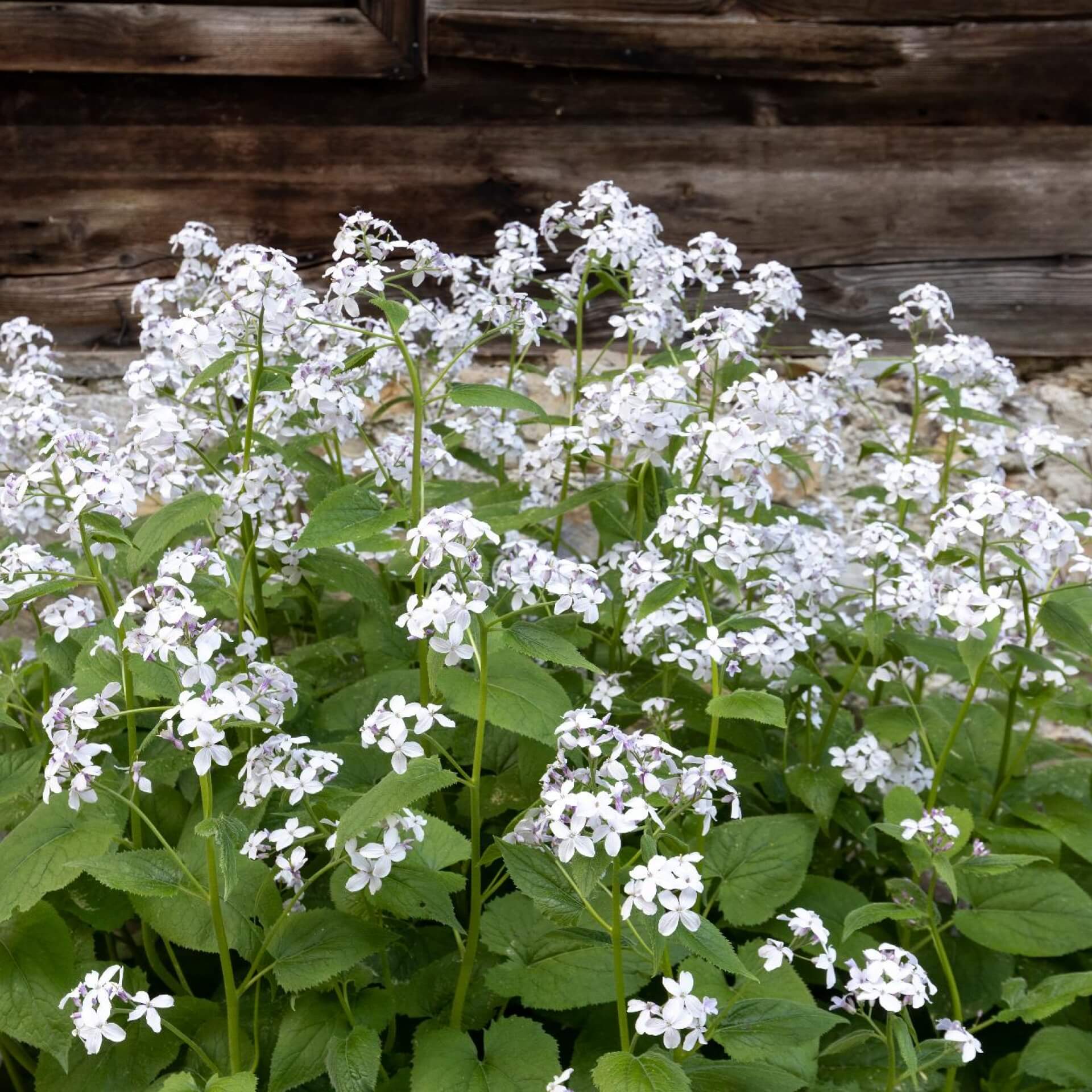 Ausdauerndes Silberblatt (Lunaria rediviva)